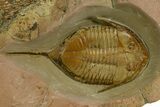 Megistaspis Trilobite, Symphysurus, Colpocoryphe & Graptolites #334779-3
